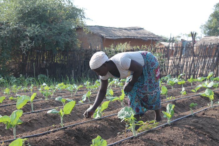 women-working-on-a-crop-field
